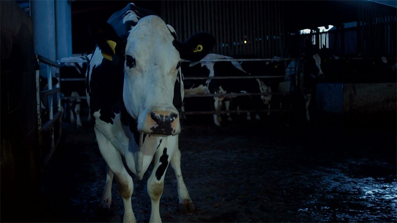 Технология привязного содержания коров с доением в стойлах